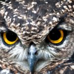 Update Alert - Close Up Photography of Owl