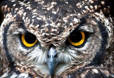 Update Alert - Close Up Photography of Owl