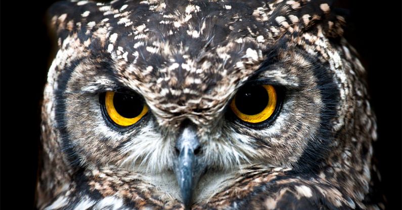 Update Alert - Close Up Photography of Owl