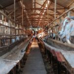 RAM Sticks - Muzzles of goat and sheep in wooden stable