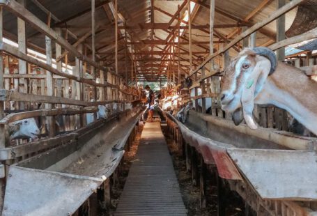 RAM Sticks - Muzzles of goat and sheep in wooden stable