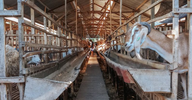 RAM Sticks - Muzzles of goat and sheep in wooden stable