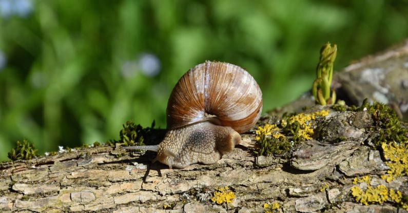 Snail Wifi - Улитка на дереве